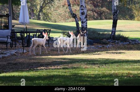 Raro avvistamento di due giovani cervi albini con la loro madre, Pine Mountain Lake, California. Foto Stock