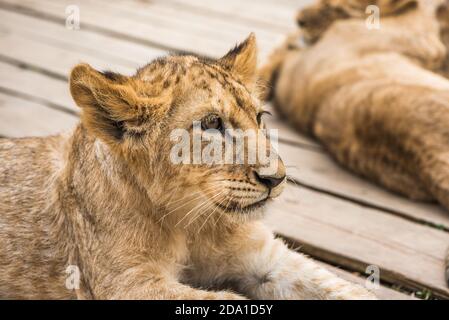 Adorabile giovane Leone che si trova e rilassante sul pavimento in legno dentro ZOO Foto Stock