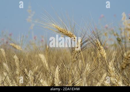 Orecchio di grano in Sicilia Foto Stock