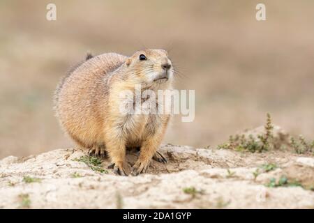 Cane di prateria dalla coda nera (Cynomys ludovicianus), Theodore Roosevelt National Park, N. Dakota, USA, di Dominique Braud/Dembinsky Photo Assoc Foto Stock