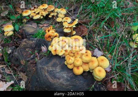 Grumo di funghi su legno morto nel Parco dell'Etna, Sicilia Foto Stock