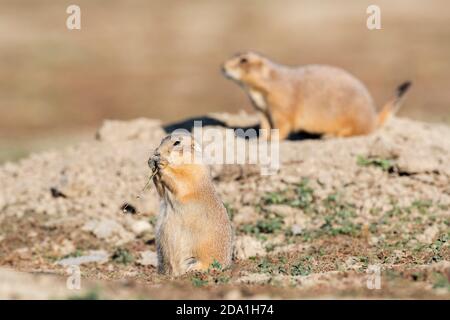 Coppia di cani da prateria dalla coda nera che mangiano (Cynomys ludovicianus), Theodore Roosevelt NP, N. Dakota, USA, di Dominique Braud/Dembinsky Photo Assoc Foto Stock