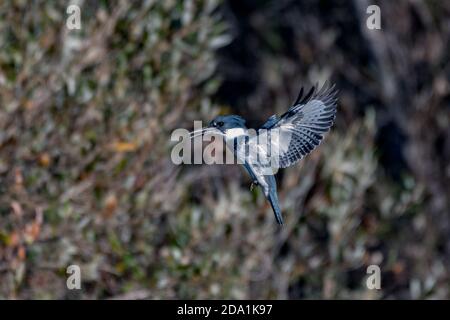 Belted Kingfisher uccello soddisfatto di perch sul ramo di albero di mangrovie mentre mangiando piccolo pesce per un pasto. Foto Stock