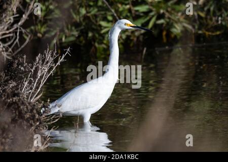 Snow White Egret si tuffa nella costa poco profonda dello stagno mentre attende pazientemente un pasto gustoso per nuotare. Foto Stock