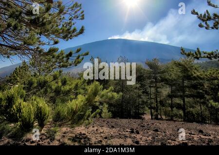 Pinete retroilluminate sotto il vulcano Etna fumatore, Sicilia Foto Stock