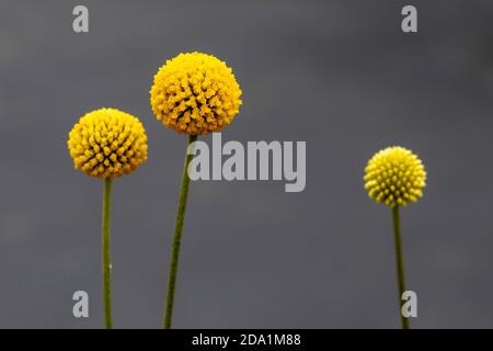 Billy Buttons (Pycnosorus) - Asheville, Carolina del Nord, Stati Uniti Foto Stock