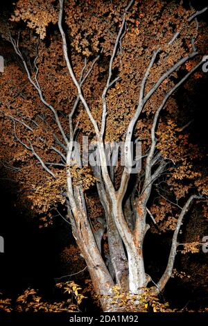 Misterioso albero ramo modelli di notte con caduta fogliame - Brevard, Carolina del Nord, Stati Uniti Foto Stock