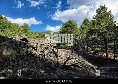 Paesaggio vulcanico con raffreddi lavici, arbusti di ginestra morte e pineta nel Parco dell'Etna, Sicilia Foto Stock