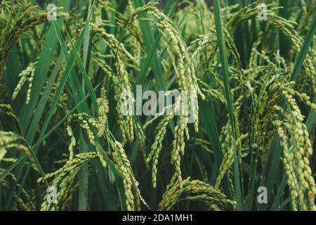 Campo di riso, closeup pf riso raccolti, risaie verdi in Asia, stagione di raccolto, agricoltura e agricoltura campo di riso in Nepal, strada di campagna, villa Foto Stock