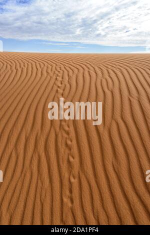 Percorsi per animali e motivi di sabbia sulla Big Red Sand Dune, una famosa attrazione turistica vicino a Birdsville, Queensland, QLD, Australia Foto Stock