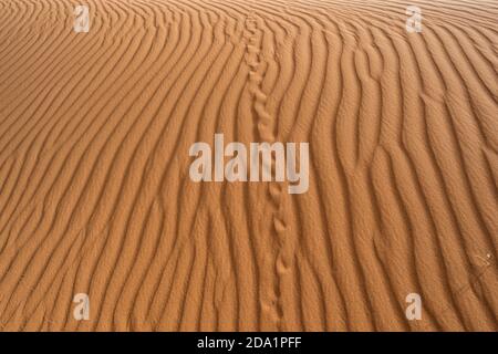 Vista astratta delle tracce di animali e dei modelli di sabbia sulla Big Red Sand Dune, una famosa attrazione turistica vicino a Birdsville, Queensland, QLD, Australia Foto Stock