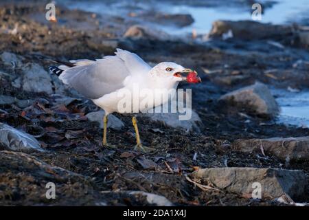 Gull, Larus delawarensis, a terra con frutti di granchio rosso nel suo becco Foto Stock