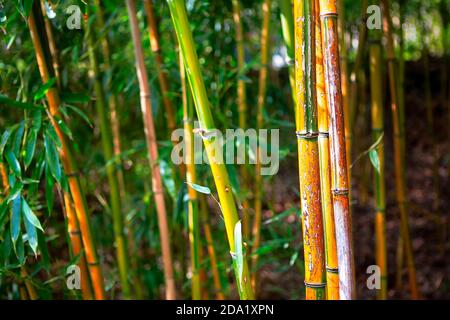 Piante perenni sempreverdi nella sottofamiglia Bambusoideae . Bambù famiglia erba Poaceae Foto Stock