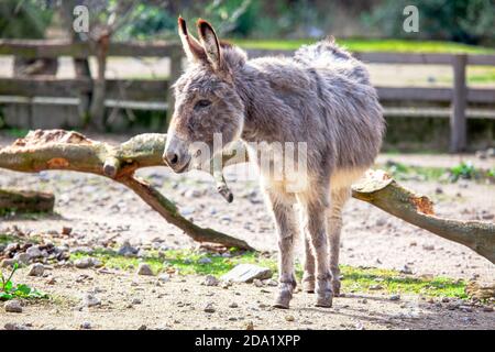 Asino carino shaggy sulla fattoria Foto Stock