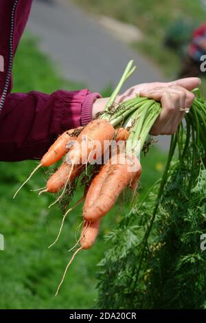 primo piano immagine di agricoltori raccolto carote nei campi, separare le carote dalle foglie e metterle in sacchi, raccogliere carote grandi e legare loro. Foto Stock