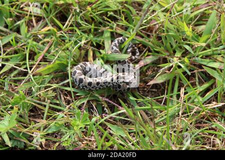 Un serpente di volpe orientale si avvolse nell'erba Foto Stock