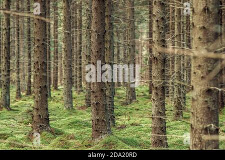 Mistico bosco di pini e abeti con muschio verde. Foto Stock