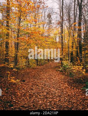 Colori autunnali lungo il Moxie Falls Trail, vicino alle Forks, Maine Foto Stock