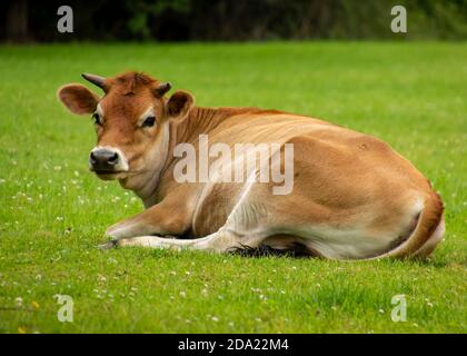 Carino vitello arancio è pascolo e posa sull'erba verde. Animale da bambino orange e marrone Foto Stock