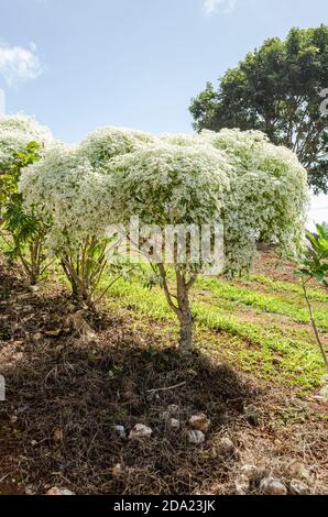 Bianco annuale Euphorbia leucocefala alberi Foto Stock