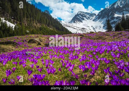 Splendido paesaggio primaverile, maestosi pendii con freschi fiori di crocus viola colorati e alte montagne innevate sullo sfondo, Fagaras montagne, Carpa Foto Stock