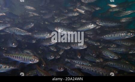 Salmone coho giovanile (Oncorhynchus kisutch) Foto Stock