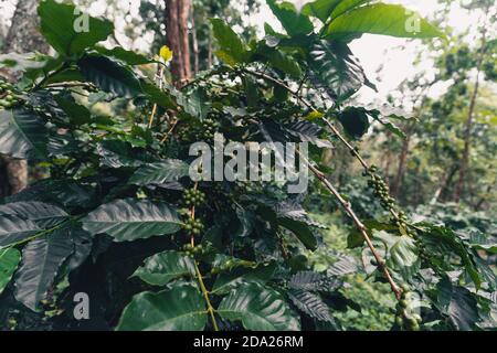 Piantagione di caffè arabica sotto un grande albero in Asia Dark pianta di caffè verde Foto Stock