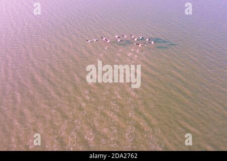 Gregge di fenicotteri rosa che sorvolano l'estuario del fiume. Delta del fiume Goksu, Turchia Foto Stock