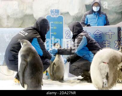 Pechino, la provincia cinese di Guangdong. 8 Nov 2020. Gli allevatori misurano l'altezza di un pinguino dell'imperatore del bambino al regno dell'oceano di Chimelong in Zhuhai, la provincia del Guangdong della Cina del sud, 8 novembre 2020. Credit: Huang Guobao/Xinhua/Alamy Live News Foto Stock