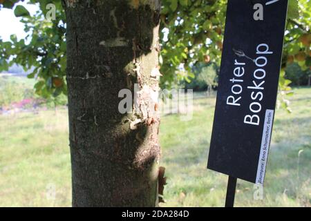 Leuba, Germania. 21 Settembre 2020. 'Roter Boskop' è scritto su un cartello accanto ad un albero di mela su un prato di alberi da frutto a Leuba vicino a Ostritz (distretto di Görlitz) per quasi 15 anni, Una delle più grandi collezioni di varietà storiche di frutta in Germania è stata creata qui sotto l'ombrello della Fondazione Lusaziana superiore (a dpa 'Cavour di vecchie varietà di frutta - 'Giardino di prelibatezze dimenticate'). Credit: Miriam Schönbach/dpa-Zentralbild/dpa/Alamy Live News Foto Stock