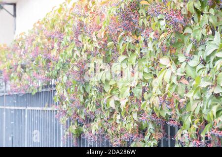 Bacche nere selvatiche su un albero lungo una recinzione dentro luce solare Foto Stock