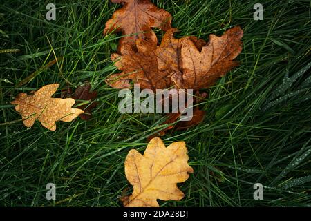 Foglie di quercia da sole erba bagnata gocce piovose giorno d'autunno Foto Stock