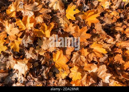 Arancio autunno foglie sfondo Foto Stock