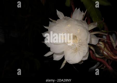 The Wijaya Kusuma (Epiphyllum Anguliger) fiore fiorisce a mezzanotte su uno sfondo scuro Foto Stock