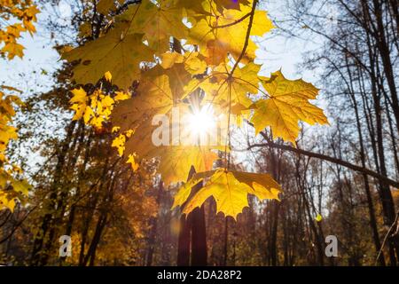Autumn maple leaves in sunny day Foto Stock
