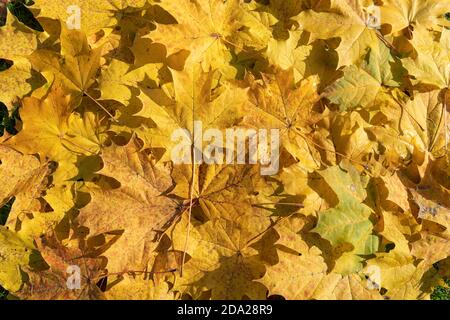 Giallo Foglie di autunno sfondo Foto Stock