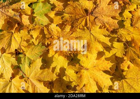 Oro colore autunno foglie sfondo Foto Stock