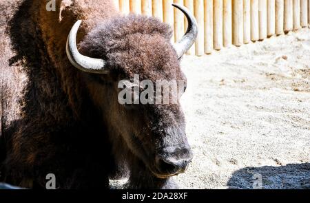 Bisonte americano sulle pianure. Grande filo marrone nello zoo. Bisonte bruno selvatico europeo Bison bonasus Foto Stock