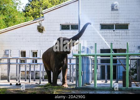 Elefante nello zoo. Ritratto dell'elefante indiano beve acqua con il suo tronco Foto Stock