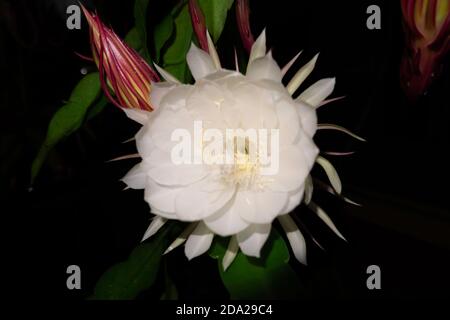 The Wijaya Kusuma (Epiphyllum Anguliger) fiore fiorisce a mezzanotte su uno sfondo scuro Foto Stock