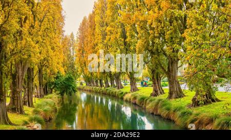 Il fiume Avon nel centro di Christchurch, sull'Isola del Sud della Nuova Zelanda, con vibrante fogliame autunnale su file di alberi di pioppo che fiancheggiano il fiume. Foto Stock