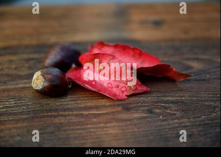 Decorazioni autunnali, foglie rosse e castagne su tavola di legno Foto Stock