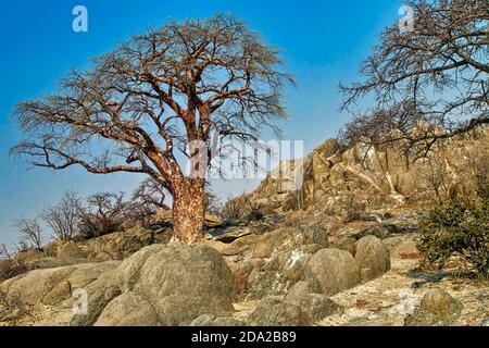 Baobab, Adansonia digitata, Kubu Island, Mare Bianco del sale, Lekhubu, tegami di Makgadikgadi National Park, Botswana, Africa Foto Stock