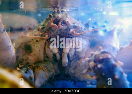 Uno dei più grandi crostacei dell'Estremo Oriente, il granchio Kamchatka è un oggetto di pesca. Foto Stock