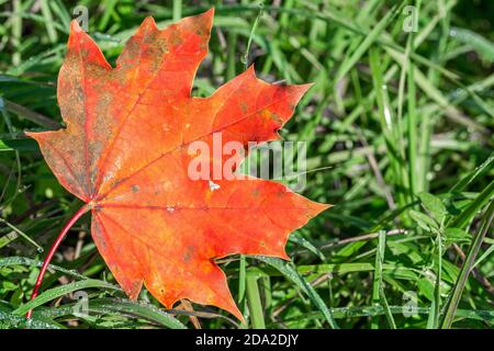 Closeup macro shot di bella foglia di acero rosso su un prato verde in autunno Foto Stock
