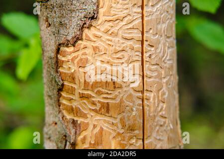 Corridoi di verme di legno sotto una corteccia di pino. Impronta del barile sotto la corteccia dell'albero. Foto Stock