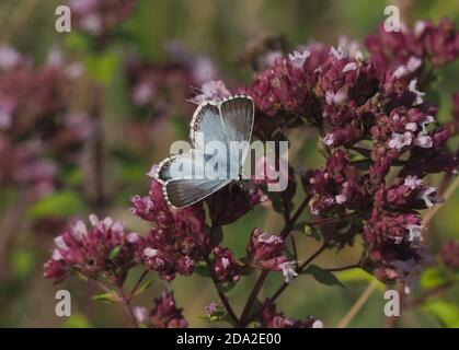 Farfalla blu Chalkhill Foto Stock