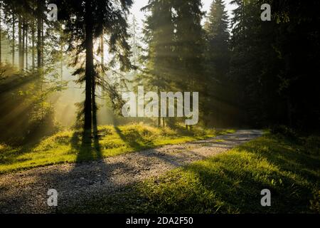 raggi del sole nella foresta di abete rosso, raggi del sole del mattino Foto Stock