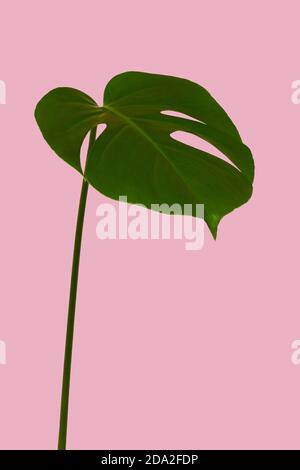 Singola foglia di monstera deliziosa isolata su sfondo rosa Foto Stock