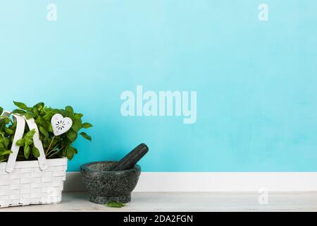 Fondo cucina con pianta di basilico, in cesto bianco, mortaio e pestello di fronte al muro dipinto turchese Foto Stock